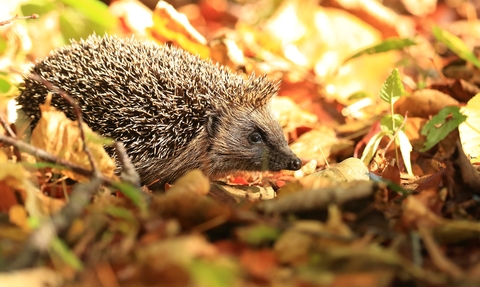 Adopt sales a hedgehog